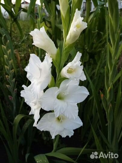 Гладиолусы, георгины