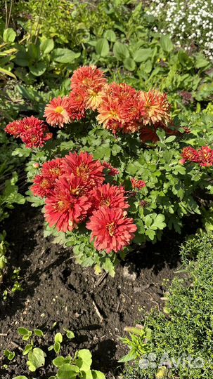 Хризантема корейская зимующая