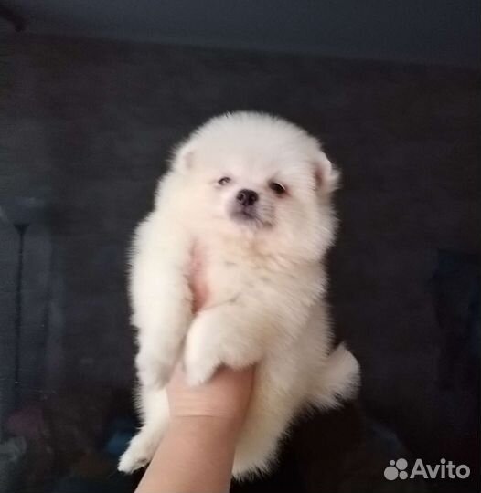 Померанский шпиц