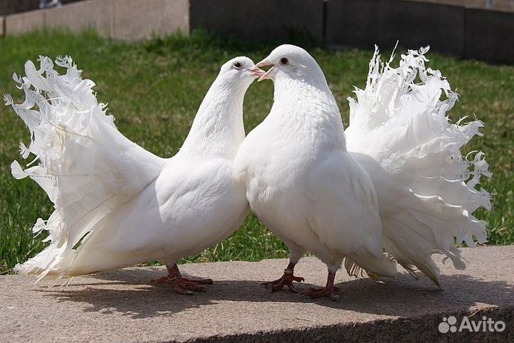 Голуби «Павлины»