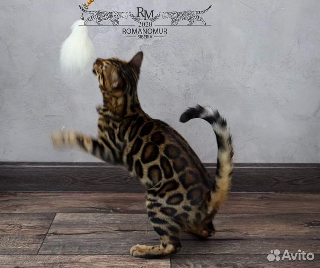 Бенгальская кошечка