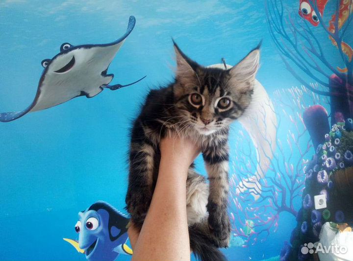 Котята мэйн кун