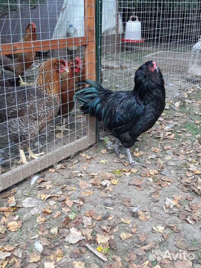 Породные петухи и куры