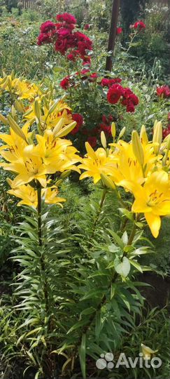 Лилии луковицы