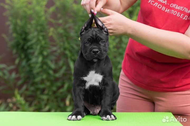 Щенки кане Корсо