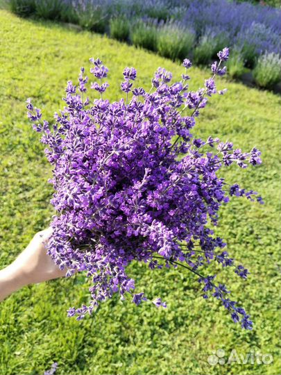 Букетики лаванды сухоцвет 2023