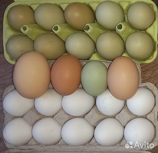 Куриные яйца. п. Кутузовское