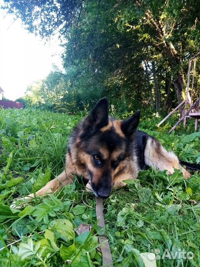 Собака в добрые руки отдам бесплатно