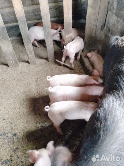 Поросята