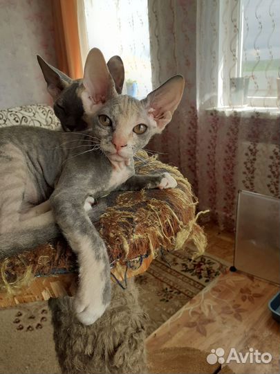 Донской сфинкс котята