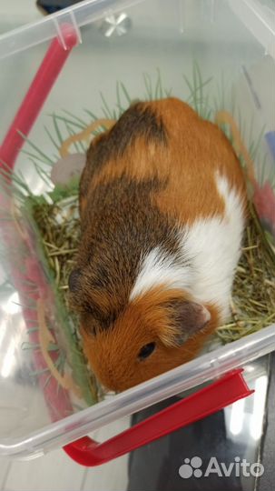 Выездой вет врач по грызунам