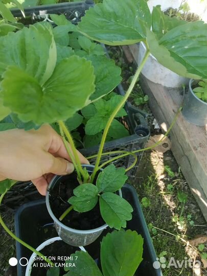 Саженцы сортовой клубники