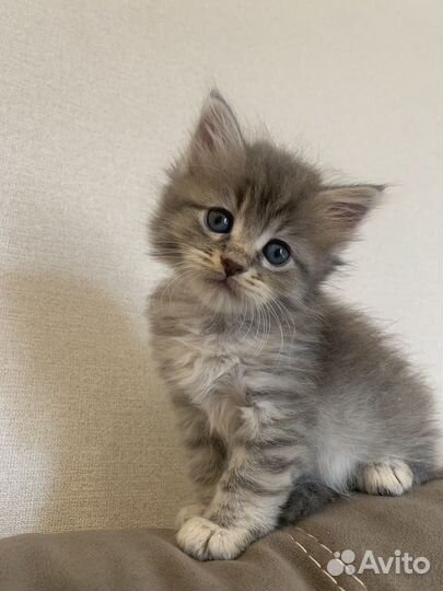 Котята мейн-кун метис