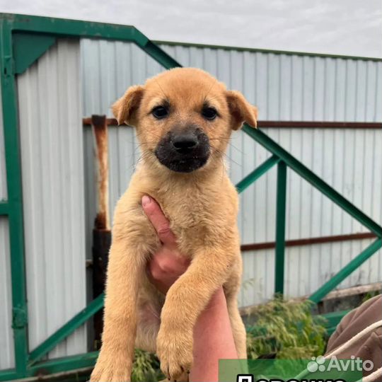 Собака в добрые руки отдам бесплатно