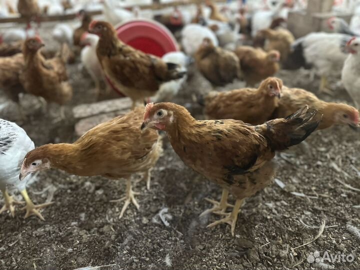 Куры молодки несушки