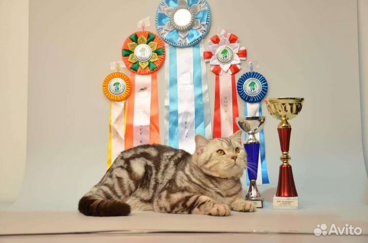 Шотландские вислоухие котята