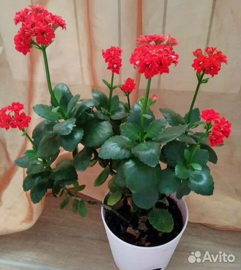 Комнатные цветы