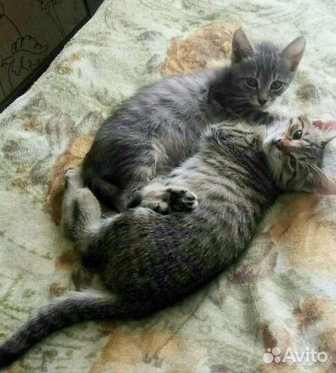 Котята