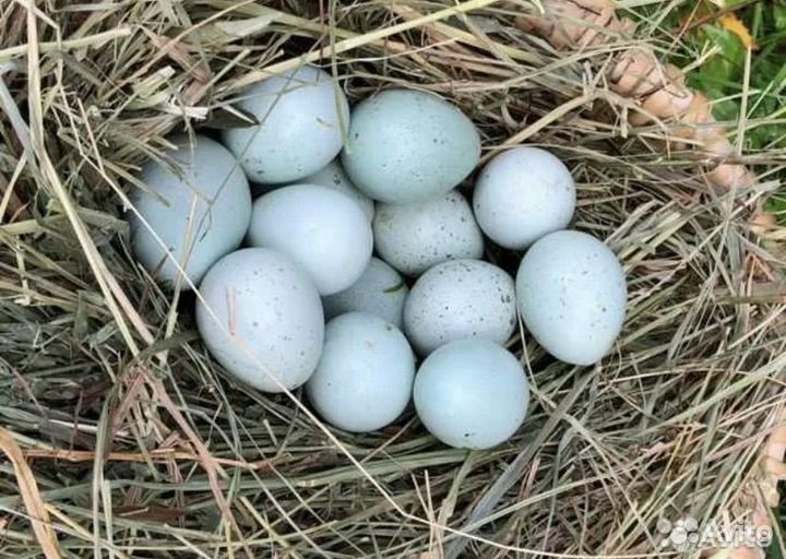 Инкубационное яйцо перепелов