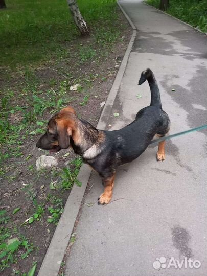 Помесь с бассетом или таксой