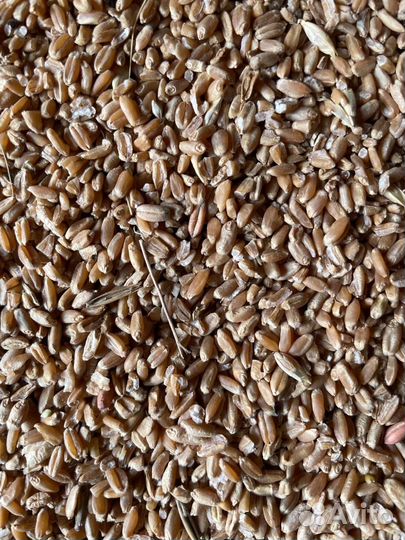 Зерно пшеница ячмень