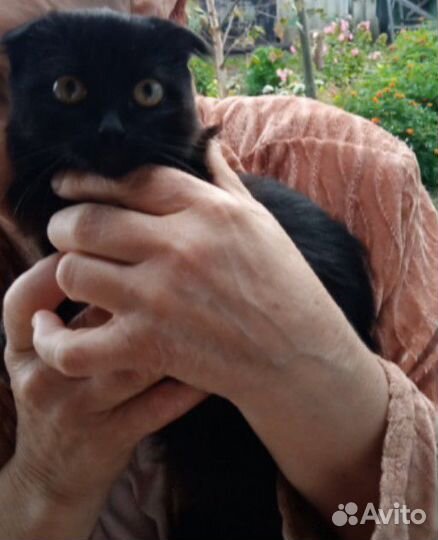 Вислоухий котенок