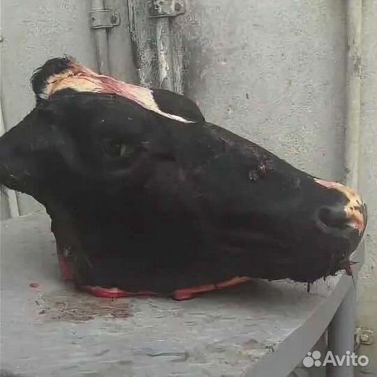 Обрезь головная говяжья
