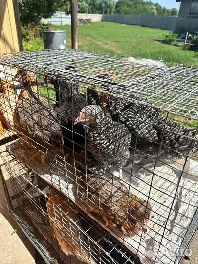 Куры несушки молодые, Не старьё под видом 8-9 мес