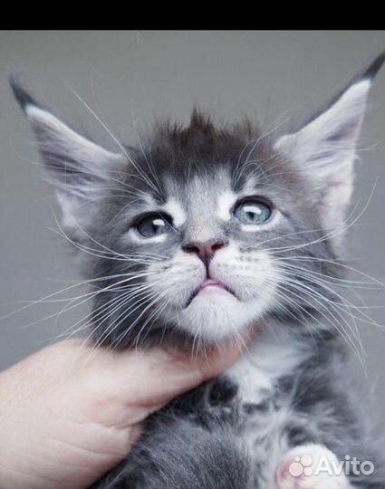 Полидакты и классики котята и вязка