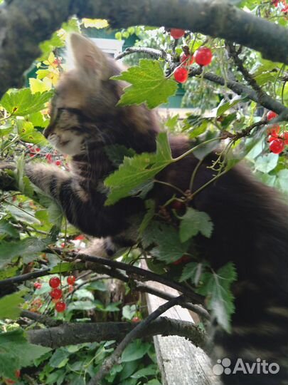 Котята в добрые руки бесплатно