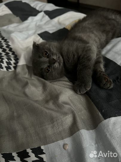 Шотландские вислоухие котята