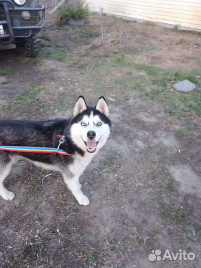 Потерялась хаски