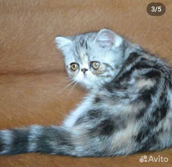Экзотическая кошка