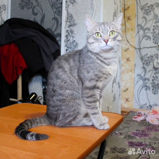 Кот на вязку