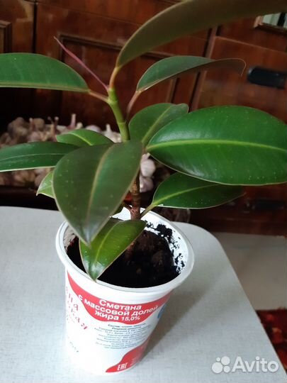 Фикус эластика мелани