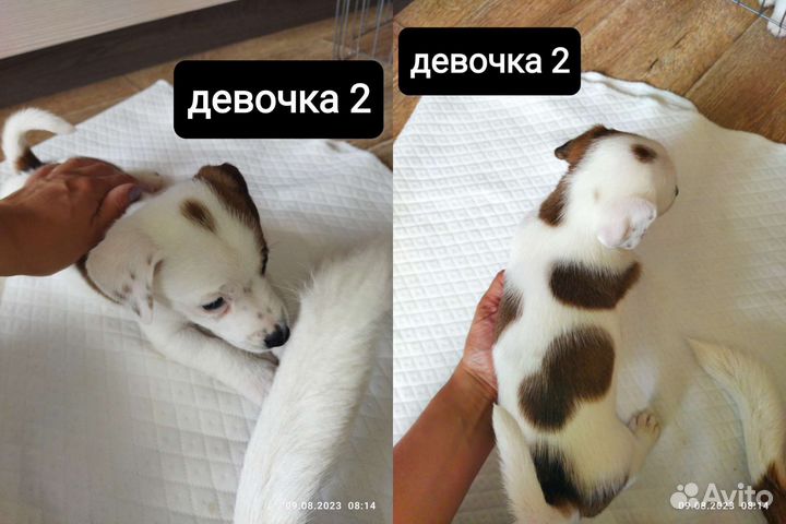 Щенки джек Рассел терьер гладкошерстный