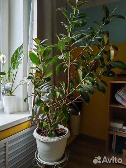 Фикус эластика