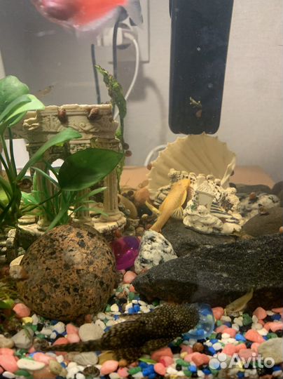 Аквариум