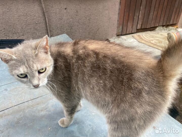 Русская голубая