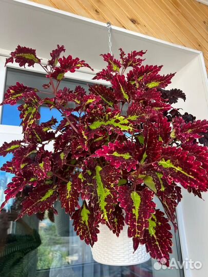 Колеусы разных сортов