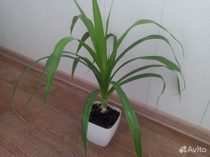 Хлорофитум пальма растения домашние