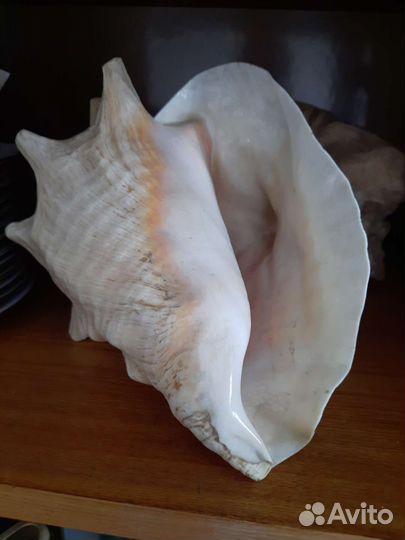 Ракушка морская