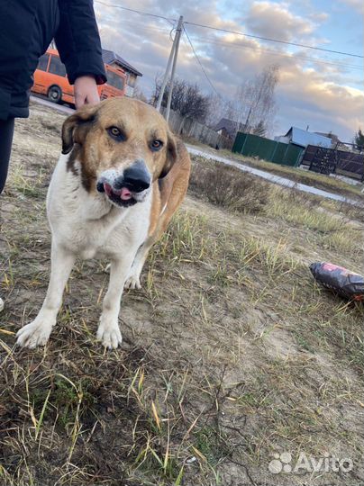 Собака в добрые руки