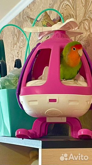 Попугай Киви