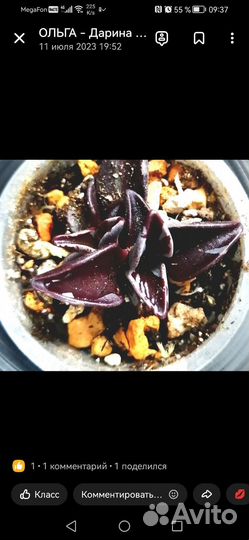 Филодендрон виоллин голубой жёлтый вар и другие