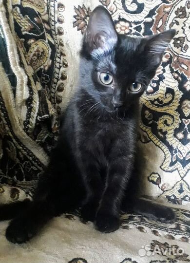 Котенок мальчик ласкуша