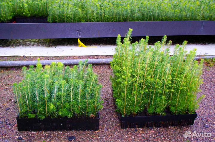 Сеянцы сосны обыкновенной зкс