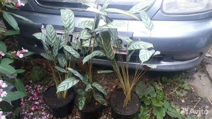 Калатеи в ассортименте