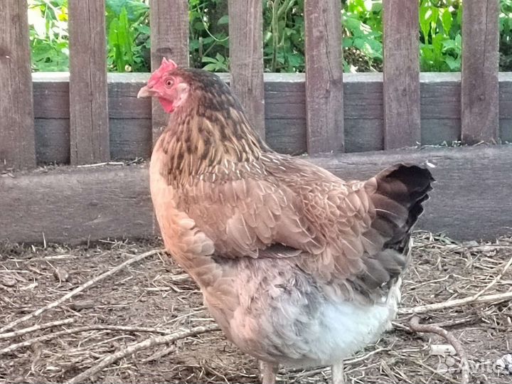 Куры несушки