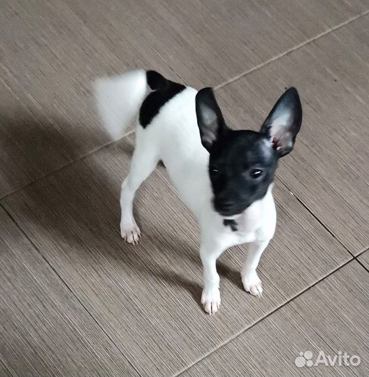 Щенки американского Той-Фокс терьера с документами